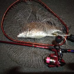 2022/05/18 南港ライトゲーム釣行