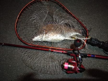 2022/05/18 南港ライトゲーム釣行