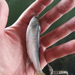 2022/05/19 大阪市内河川 稚鮎釣り