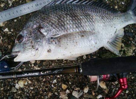 釣り日和(^^)大漁