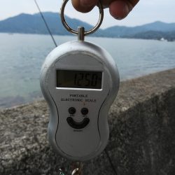 初イカ記録更新