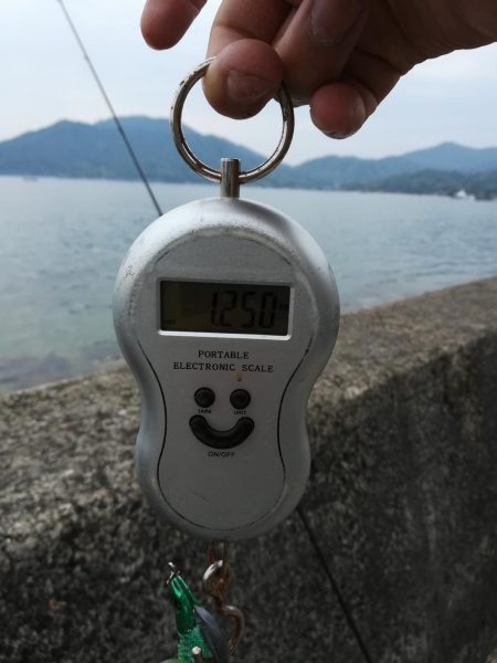 初イカ記録更新