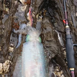 墨族釣果投稿⑨