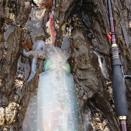 墨族釣果投稿⑨