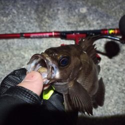 2022/05/20 南港ライトゲーム釣行 ~短時間~