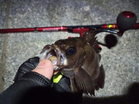 2022/05/20 南港ライトゲーム釣行 ~短時間~