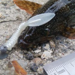 (^^)絶好調!!タケノコメバル