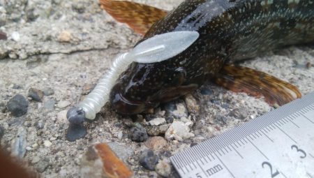 (^^)絶好調!!タケノコメバル