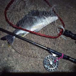 2022/05/21 南港ヘチ釣り釣行