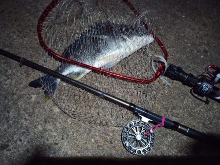 2022/05/21 南港ヘチ釣り釣行