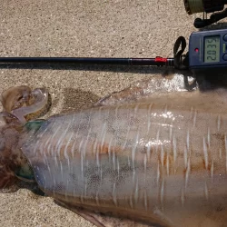 墨族釣果投稿⑩