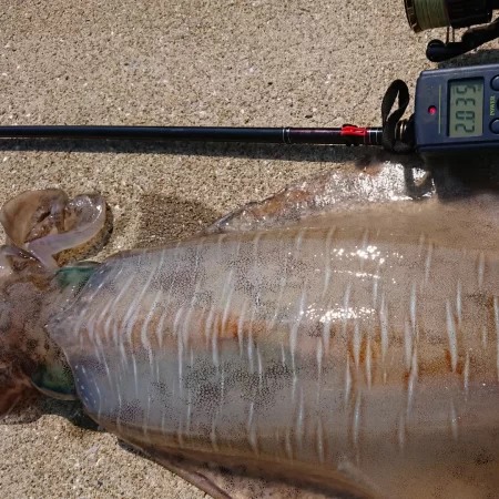 墨族釣果投稿⑩