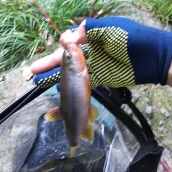 ナイスサイズのカワムツ！