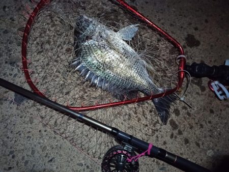 2022/05/22 南港ヘチ釣り釣行　～短時間～