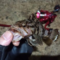 2022/05/23 南港ライトゲーム釣行