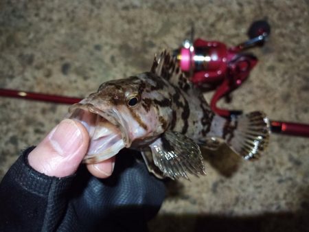 2022/05/23 南港ライトゲーム釣行