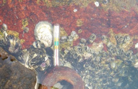 ハゼ釣り日和(@^▽^@)