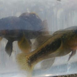 (^^)一日中!のんびりハゼ釣り