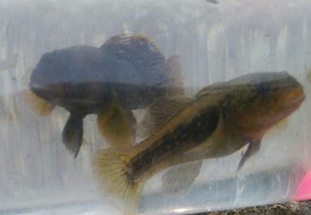 (^^)一日中!のんびりハゼ釣り