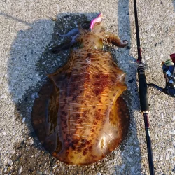 墨族釣果投稿⑪