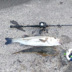 ウェーディングでシーバス60cm、マゴチ48cm