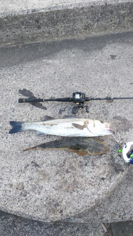 ウェーディングでシーバス60cm、マゴチ4…