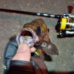 2022/05/27 南港ライトゲーム釣行