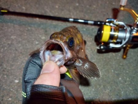 2022/05/27 南港ライトゲーム釣行