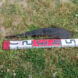 宮津シーバス&マゴチ