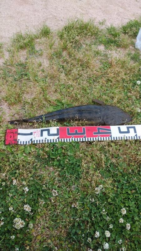 宮津シーバス&マゴチ