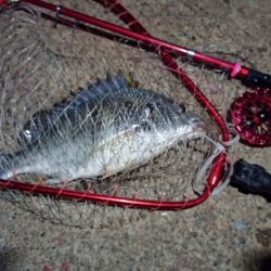 2022/05/29 南港ヘチ釣り釣行