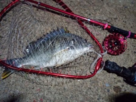 2022/05/29 南港ヘチ釣り釣行