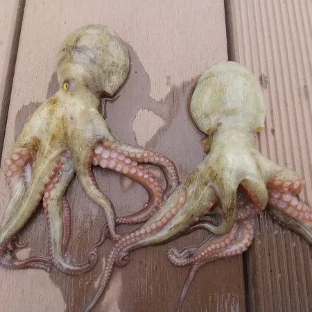 今シーズン初タコ!