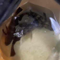 癒しのメバリング