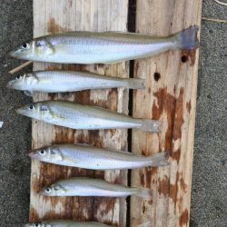 キス釣り まだ早い?