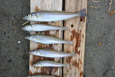 キス釣り　まだ早い？