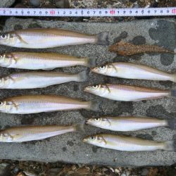 キス釣り 食いは渋い