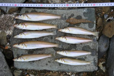 キス釣り　食いは渋い