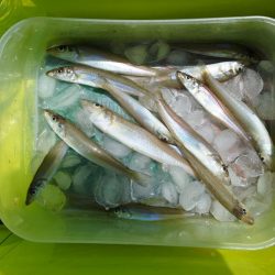 好天のキス釣り ピンギスばかり