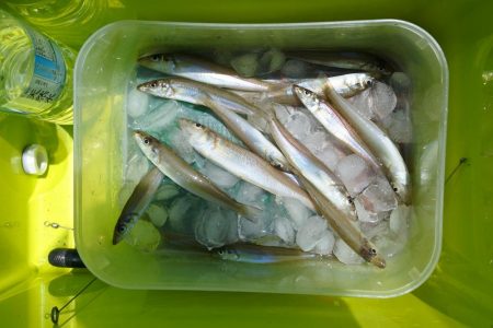 好天のキス釣り ピンギスばかり