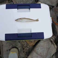 キス釣り　キスは何処？