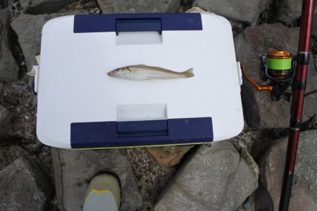 キス釣り　キスは何処？