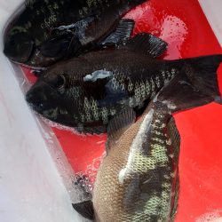 和歌山市江(吉丸渡船)で磯フカセ