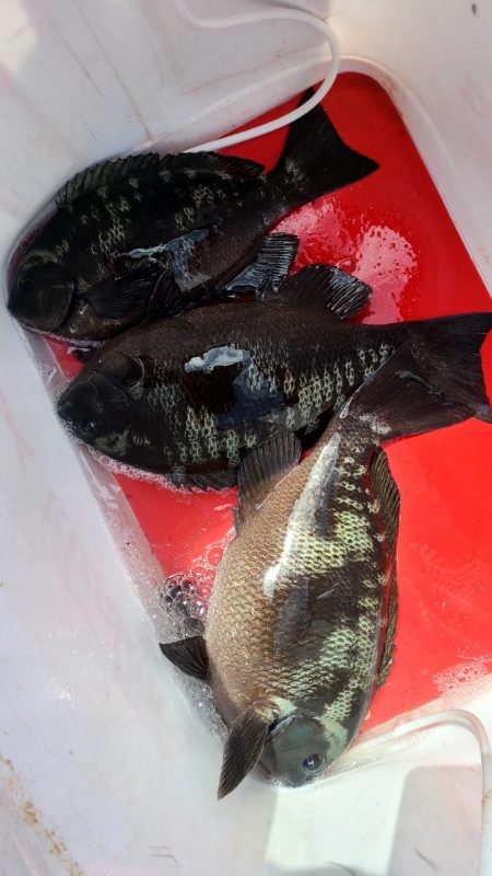 和歌山市江（吉丸渡船）で磯フカセ