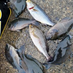 和歌山市江(吉丸渡船)で磯フカセ