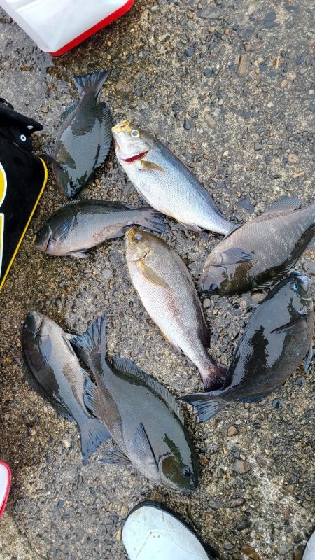 和歌山市江(吉丸渡船)で磯フカセ