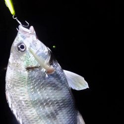 このキビレ…デカい 芦屋浜にて