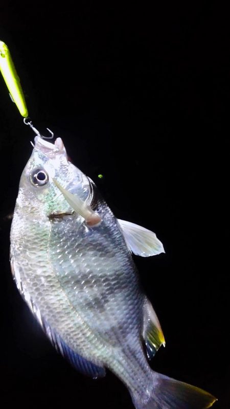 このキビレ…デカい 芦屋浜にて