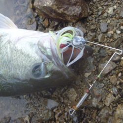 五月のバス釣り