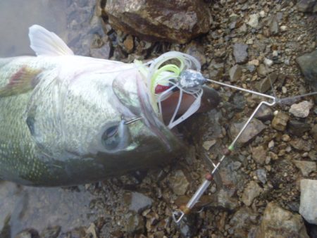 五月のバス釣り